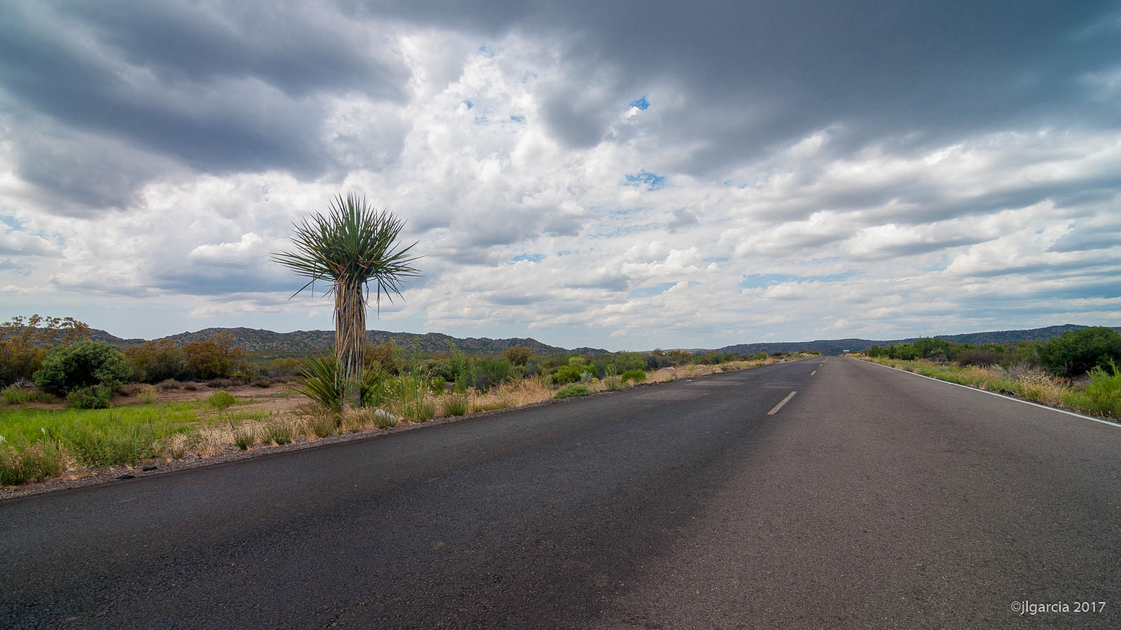 Yucca schidigera en la carretera