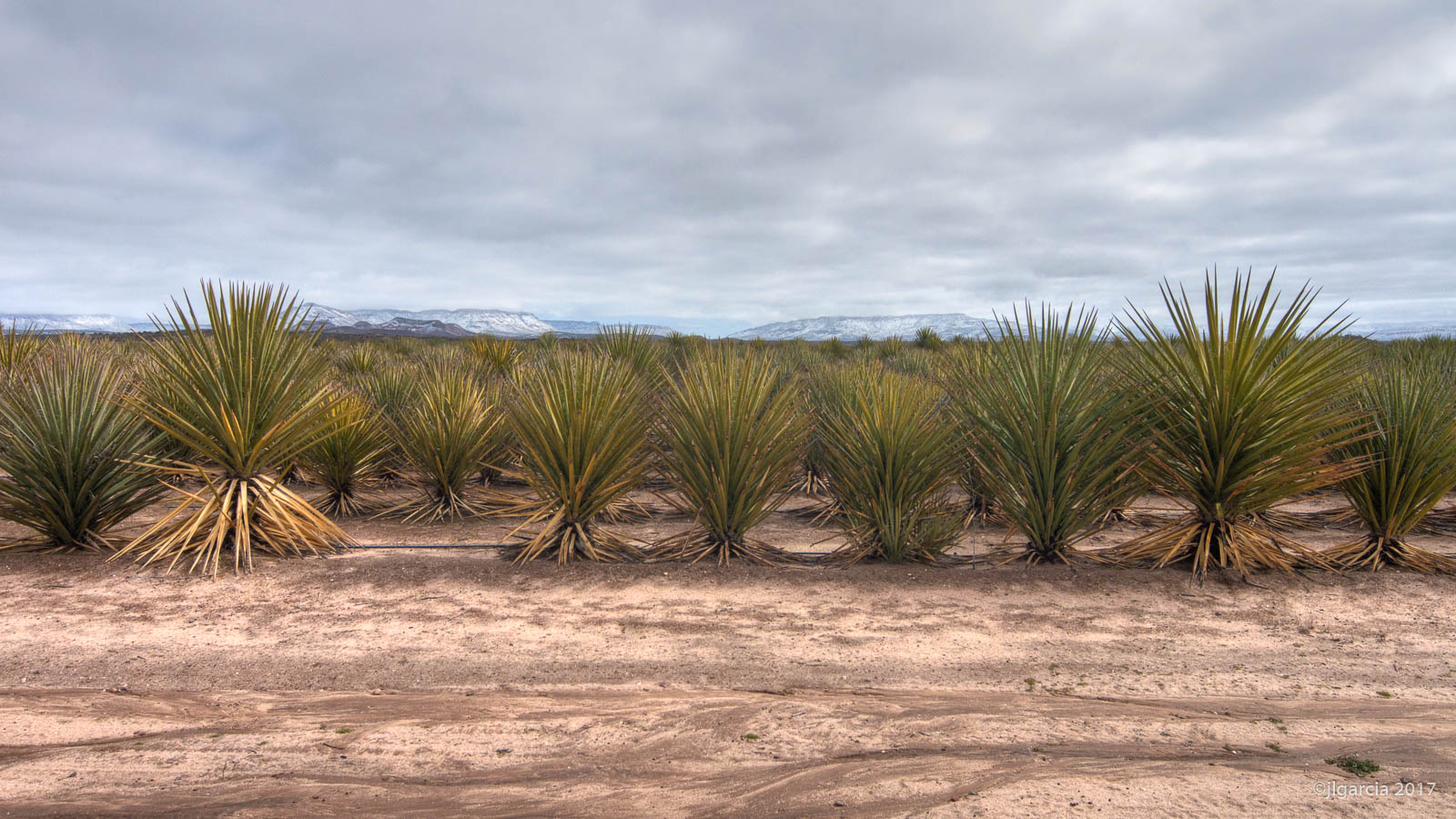 Plantación de Yucca schidigera