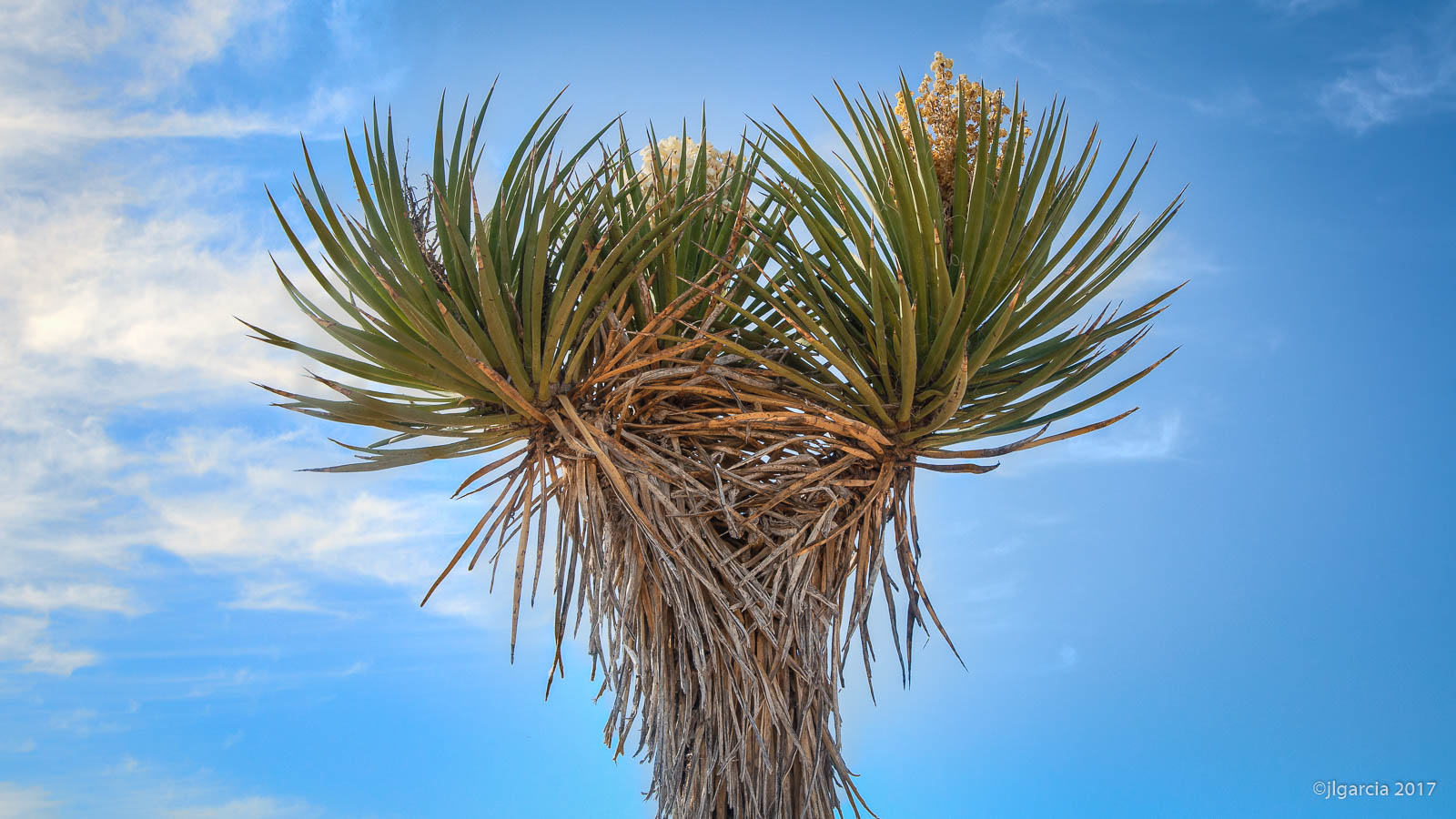 Copa de Yucca schidigera
